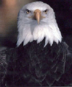 ma001-1.jpg