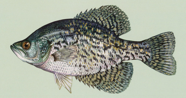 Black crappie small.jpg