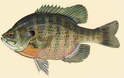 Bluegill small.jpg