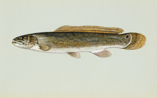 Bowfin small.jpg