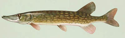 Chain_pickerel small.jpg