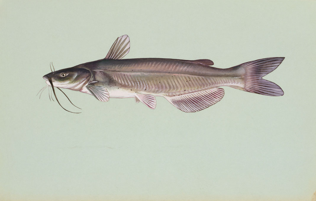 Channel catfish.jpg