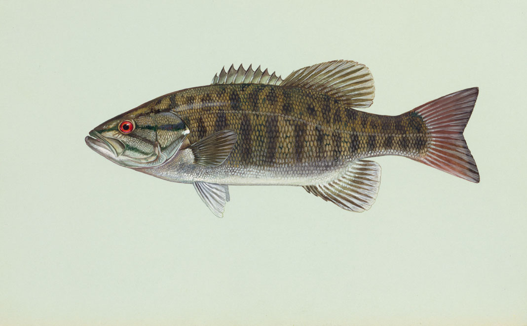 Smallmouth bass.jpg