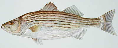 Striped bass 1small.jpg