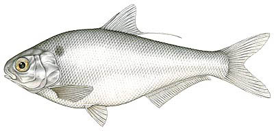 gizzard_shad 2 small.jpg