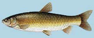 grass_carp small.jpg