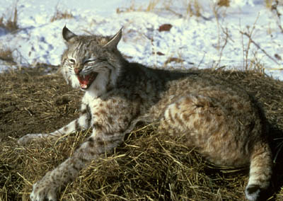 Bobcat small.jpg