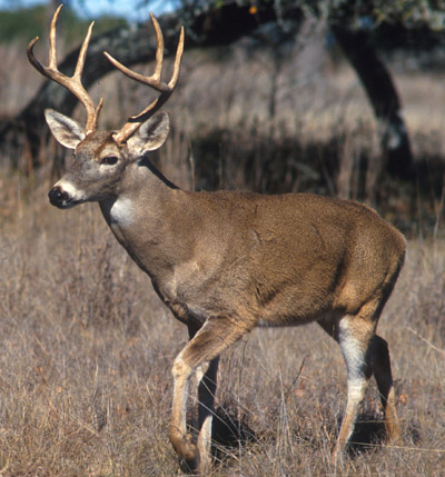 White tailed deer 4 Small.jpg