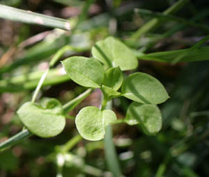 Chickweed.jpg