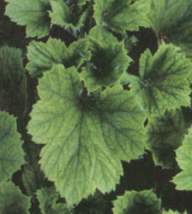 Iron Chlorosis.jpg