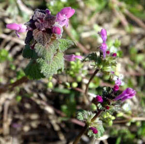 henbit.4.jpg