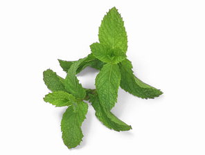 mint leaves 67G.jpg