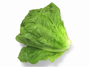 romane lettuce 69G.jpg