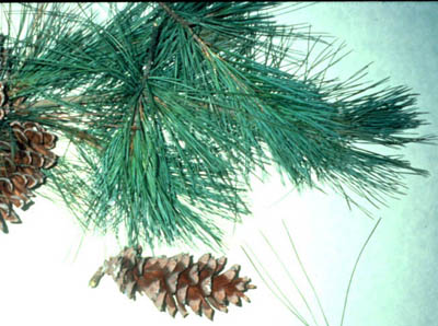 14 Eastern White Pine.jpg