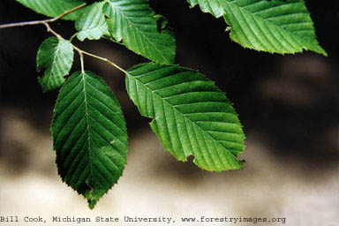 American Hornbeam small.jpg