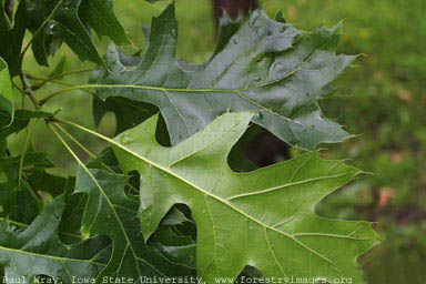 Black Oak small.jpg