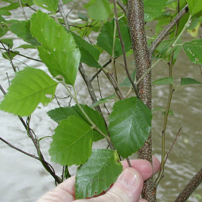 River Birch46.jpg