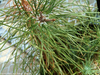 Shortleaf_Pine_Leaf small.jpg