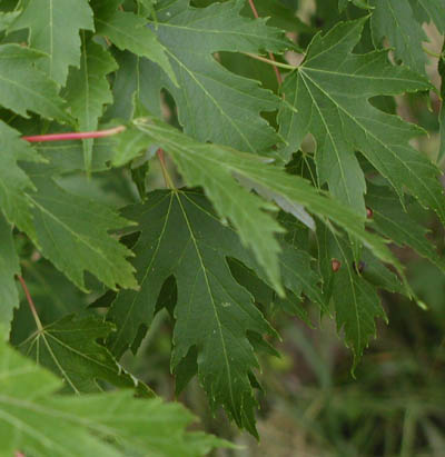 Silver Maple 035.jpg