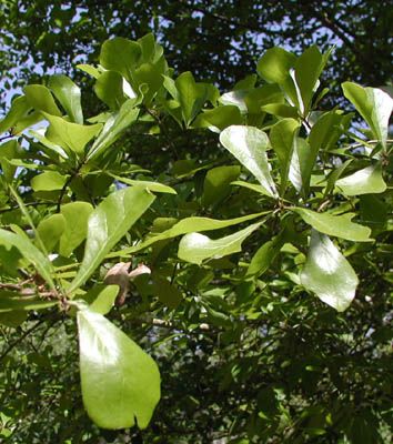 Water Oak 01.jpg