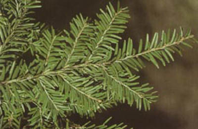 hemlock_eastern small.jpg