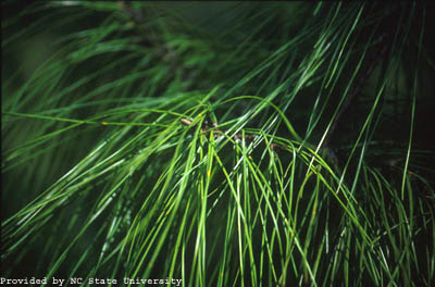 pond pine small.jpg