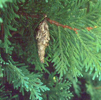 index_files/i0050000.jpg