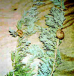 index_files/i0070000.jpg