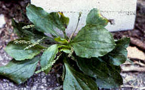 index_files/i0080000.jpg