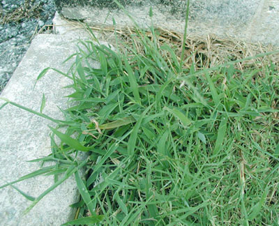 index_files/i0090000.jpg