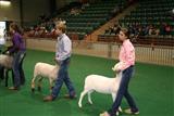 2014 GA Market Goat & Lamb Show