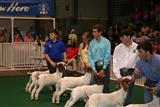 2019 State Market Goat Show